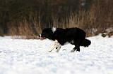 BORDER COLLIE 1134